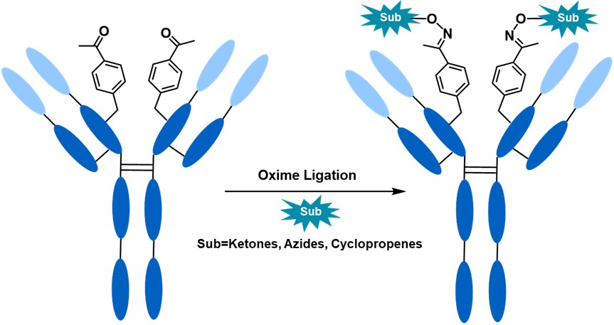 Unnatural amino acids conjugation strategies