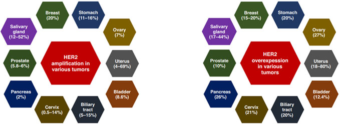 Prevalence of HER2 amplification and overexpression in various tumors