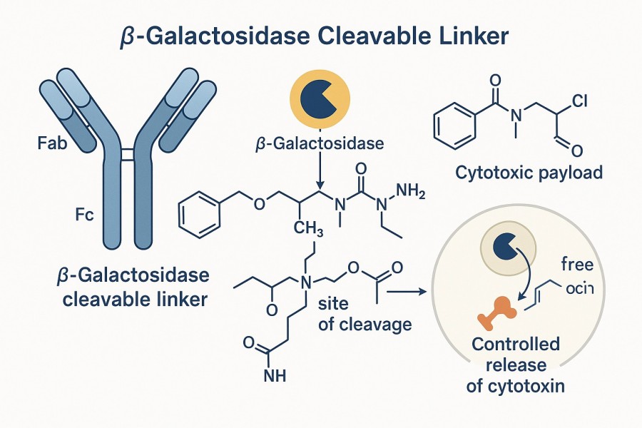 -Galactosidase Sensitive Linker | ADC Services - BOC Sciences -Galactosidase Sensitive Linker | ADC Services - BOC Sciences