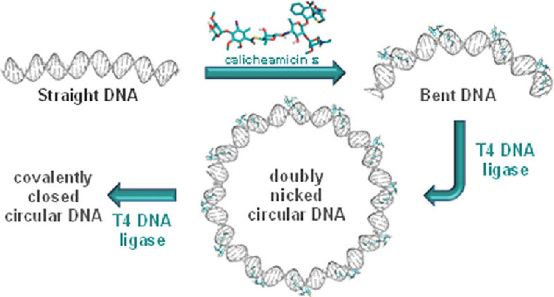 Structural and mechanistic insight into DNA bending by antitumour calicheamicins