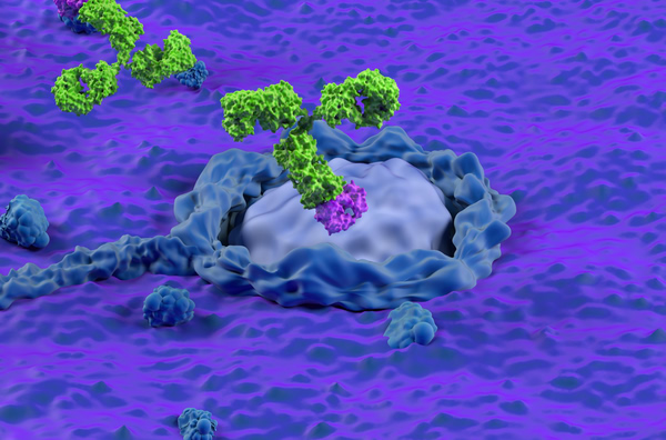 Bispecific Antibodies and Bispecific Antibody ADCs