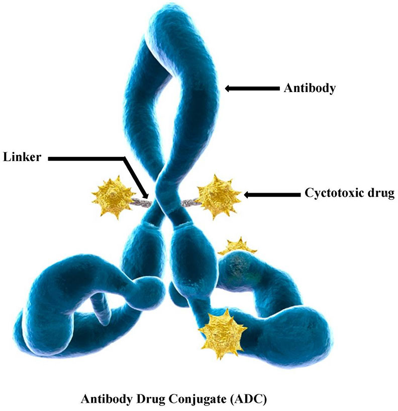 Figure 1: Schematic for the structure of an antibody-drug conjugate (ADC) (Jun Lu. 2016).