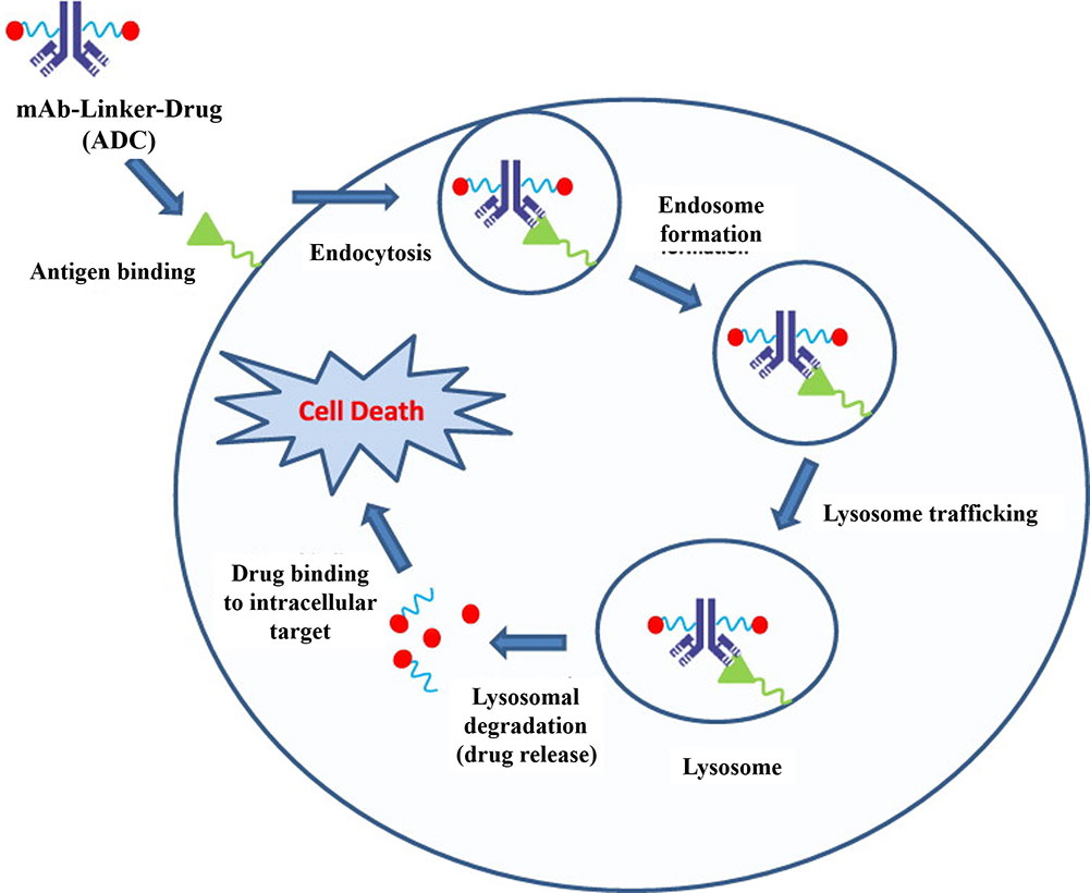 Figure 2: mechanism of action and biological activity of ADCs (Hervé Bouchardab. 2014).